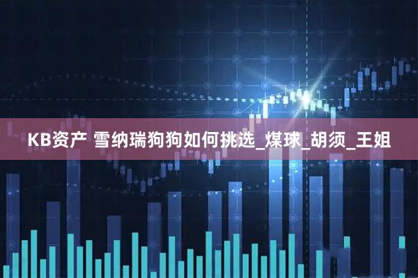 KB资产 雪纳瑞狗狗如何挑选_煤球_胡须_王姐